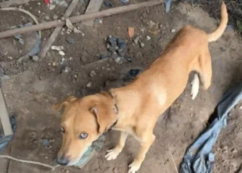 Homem é preso por manter cão acorrentado e desnutrido em Bragança