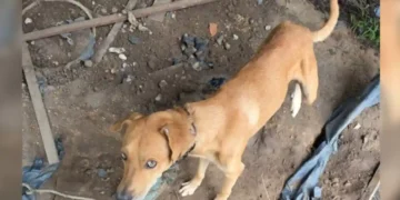 Homem é preso por manter cão acorrentado e desnutrido em Bragança