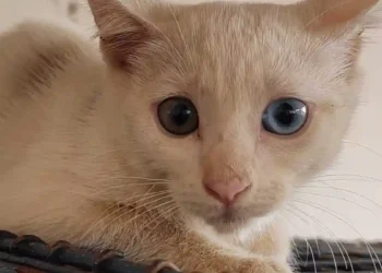 MP ajuíza ação contra Prefeitura de Castanhal para resgate imediato de gatos no Bairro Imperador
