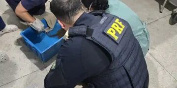 PRF flagra transporte ilegal e maus-tratos de arraias em Castanhal